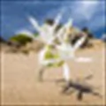 Sand Lily